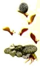 Насекомые. Пауки - i_046.jpg