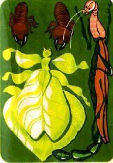 Насекомые. Пауки - i_049.jpg