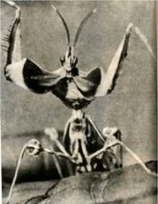 Насекомые. Пауки - i_055.jpg