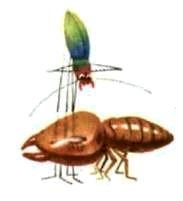 Насекомые. Пауки - i_064.jpg