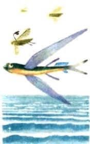 Насекомые. Пауки - i_096.jpg