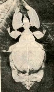 Насекомые. Пауки - i_099.jpg