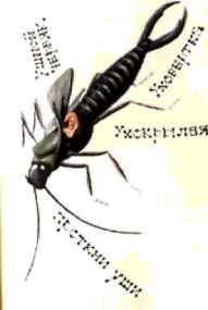 Насекомые. Пауки - i_102.jpg