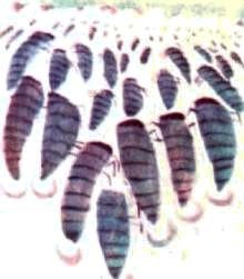 Насекомые. Пауки - i_192.jpg