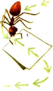 Насекомые. Пауки - i_221.jpg