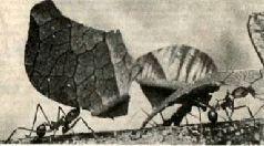 Насекомые. Пауки - i_225.jpg