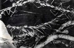 Насекомые. Пауки - i_227.jpg