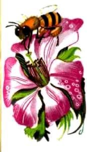 Насекомые. Пауки - i_233.jpg