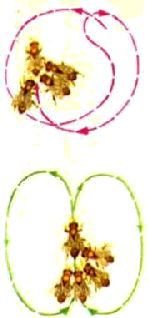 Насекомые. Пауки - i_245.jpg