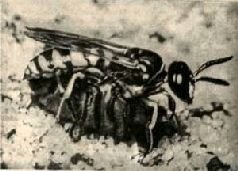 Насекомые. Пауки - i_250.jpg