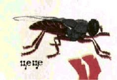 Насекомые. Пауки - i_278.jpg