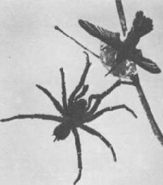 Насекомые. Пауки - i_303.jpg