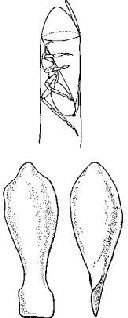 Насекомые. Пауки - i_309.jpg