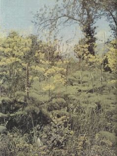 Насекомые. Пауки - i_311.jpg