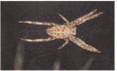 Насекомые. Пауки - i_323.jpg