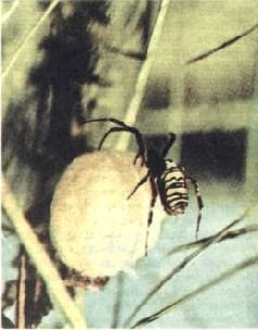 Насекомые. Пауки - i_326.jpg