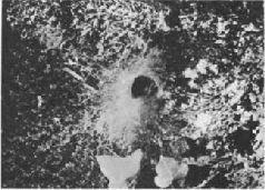 Насекомые. Пауки - i_336.jpg