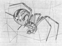 Насекомые. Пауки - i_344.jpg