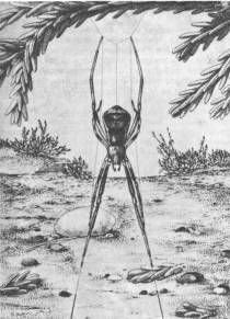 Насекомые. Пауки - i_345.jpg