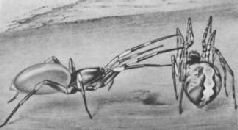 Насекомые. Пауки - i_365.jpg