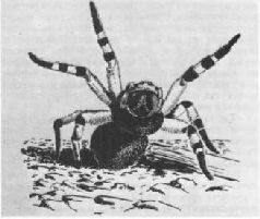 Насекомые. Пауки - i_373.jpg