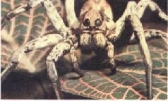 Насекомые. Пауки - i_374.jpg