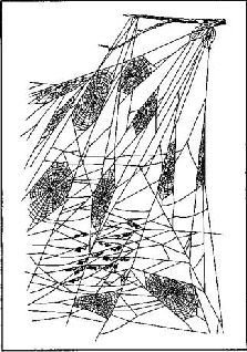 Насекомые. Пауки - i_398.jpg