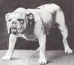 Мир животных. Домашние животные - i_009.jpg