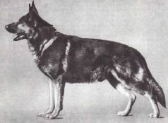 Мир животных. Домашние животные - i_023.jpg