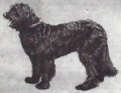 Мир животных. Домашние животные - i_024.jpg