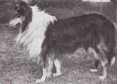 Мир животных. Домашние животные - i_025.jpg