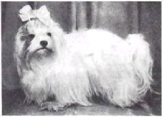 Мир животных. Домашние животные - i_040.jpg