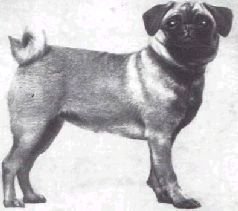 Мир животных. Домашние животные - i_041.jpg