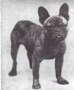 Мир животных. Домашние животные - i_042.jpg