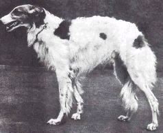 Мир животных. Домашние животные - i_045.jpg