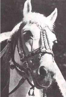 Мир животных. Домашние животные - i_088.jpg