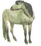 Мир животных. Домашние животные - i_099.jpg