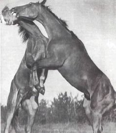 Мир животных. Домашние животные - i_121.jpg