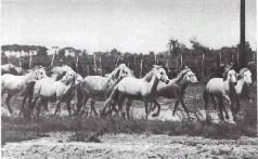 Мир животных. Домашние животные - i_130.jpg