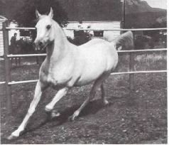 Мир животных. Домашние животные - i_135.jpg