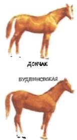 Мир животных. Домашние животные - i_138.jpg