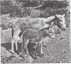 Мир животных. Домашние животные - i_149.jpg