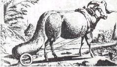 Мир животных. Домашние животные - i_172.jpg