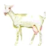 Мир животных. Домашние животные - i_174.jpg