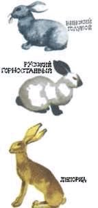 Мир животных. Домашние животные - i_206.jpg