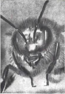 Мир животных. Домашние животные - i_243.jpg