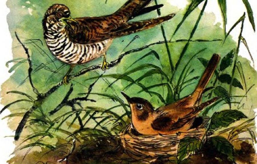 Лиса, Кукушка и Соловка. Басня - Solovejjikukush2.JPG