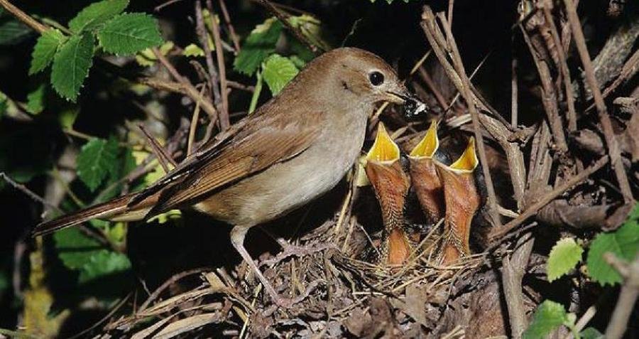 Лиса, Кукушка и Соловка. Басня - solovey9.jpg