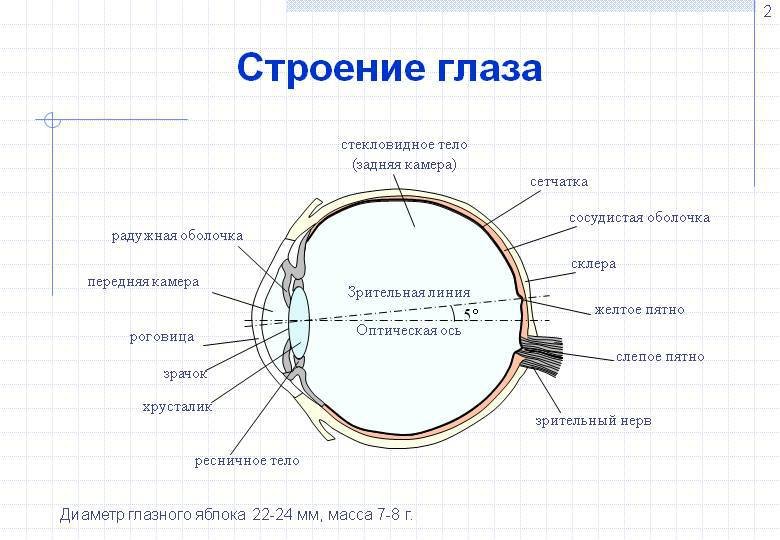 Сокровища звездного неба - _0002002Stroenieglaza.jpg