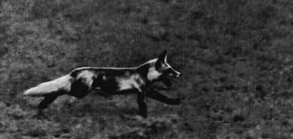 Повадки диких зверей - i_041.jpg